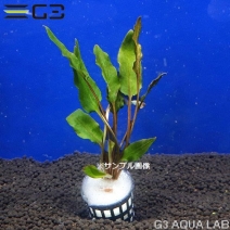 �ڹ񻺡ۥ���ץȥ���� ���꡼��1«����Y041-0226��