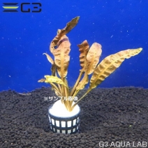 �ڹ񻺡ۥ���ץȥ���� �֥饦��1«����Y137-0226��