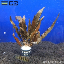 �ڹ񻺡ۥ���ץȥ���� �Х�󥵥���1«����Y042-0226��