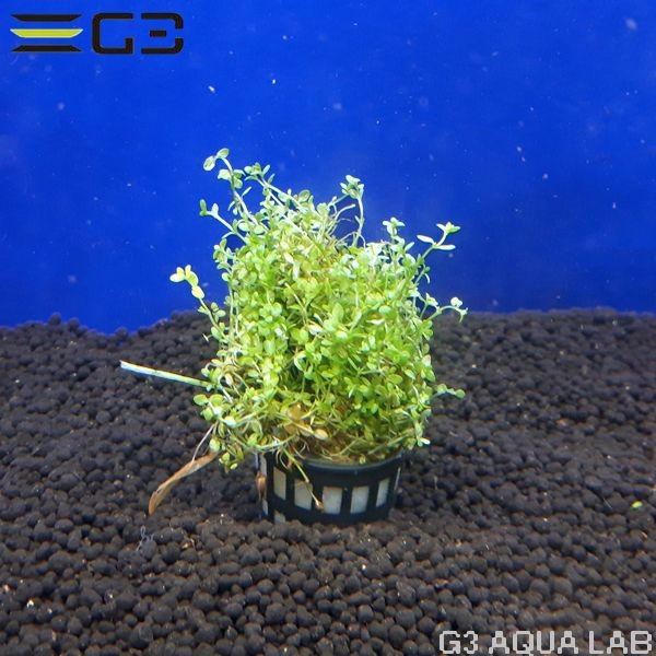 �ڹ񻺡ۥѡ��륰�饹 1«����Y095-0226��