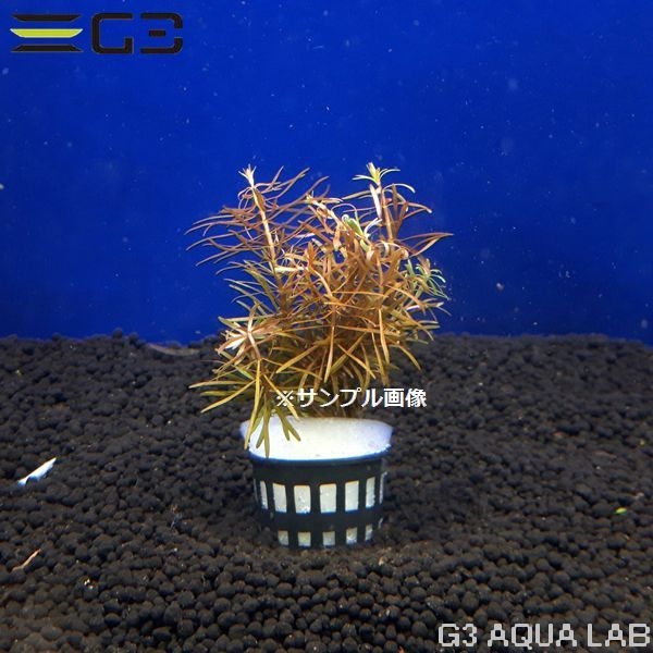 �ڹ񻺡ۥꥹ�Υ��å� 1«����Y198-0226��