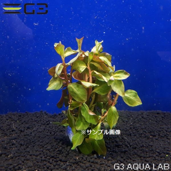 �ڹ񻺡ۥ�ɥ������� ���Хꥹ 1«����Y510-0226��