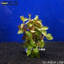 �ڹ񻺡ۥ�ɥ������� ���Хꥹ 1«����Y510-0226��