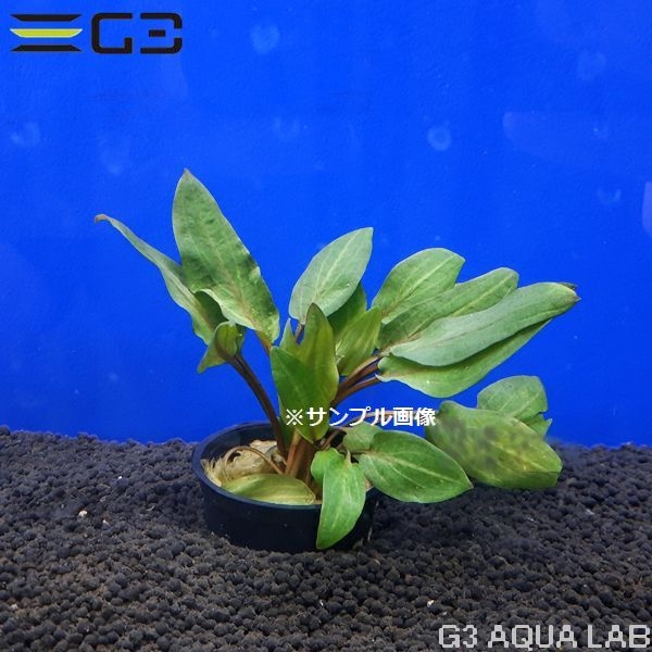 ����ץȥ���� ������ƥ� ��åɡ�1«����0478-0311��