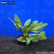 ����ץȥ���� ������ƥ� ��åɡ�1«����0478-0311��