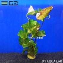 ���������������������꡼�� 1�ġ���0488-0311��