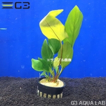 ���̥ӥ��� �ϥ��ƥ��ե��ꥢ 1pot����0632-0311��