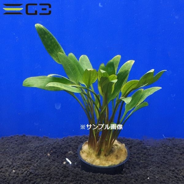 ����ץȥ���� �����ꥷ����1«����0600-0219��