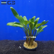 ����ץȥ���� �����ꥷ����1«����0600-0219��