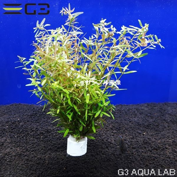 ������ sp. �������� 1«����z505-0311��