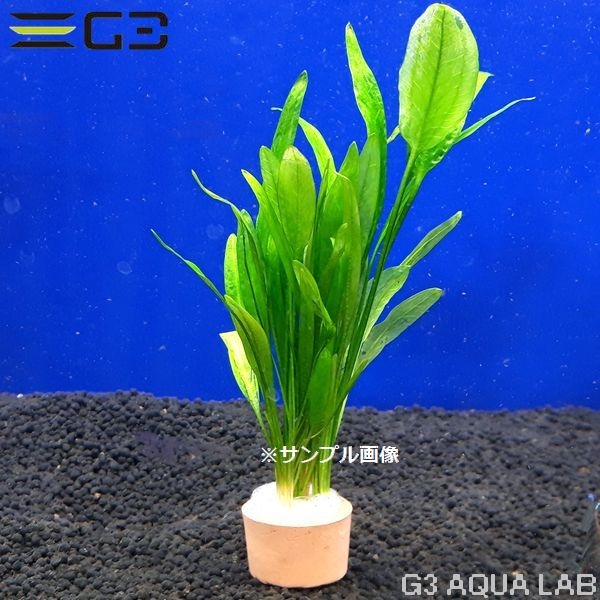 �����Υɥ륹 �ϥ��å� 1«����z750-0311��