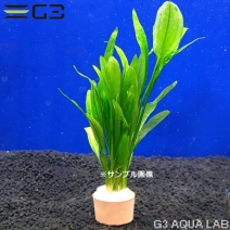 �����Υɥ륹 �ϥ��å� 1«����z750-0311��