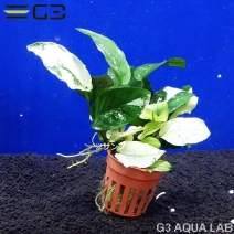 ���̥ӥ��� �ʥʡ������� 1pot����336420-0312��