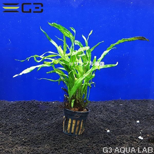 �ߥ������ꥦ�� ���������� ���ѻ� [346136-0312]