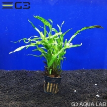 水草 シダ コケ類 アクアリウムの通販は大阪のg3 Aqua Labまで 水草 シダ コケ類 アクアリウムの通販は大阪のg3 Aqua Labまで