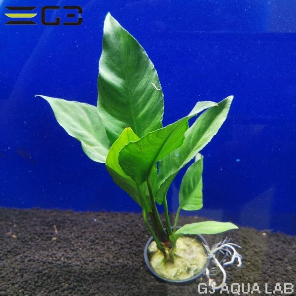 ���̥ӥ��� �إƥ��ե��� 1pot����0820-0410��