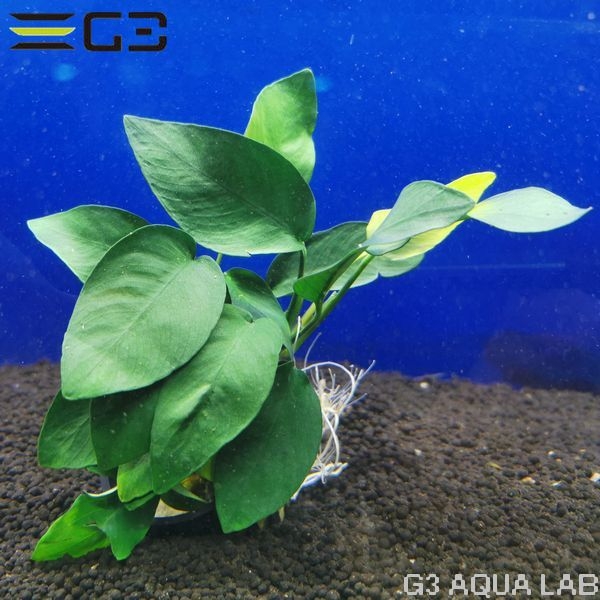 ���̥ӥ��� �ʥ� ��������EYES��1pot����0947-0410��