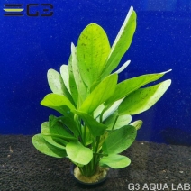 �����Υɥ륹 �������å� ���꡼�� 1«����0955-0410��