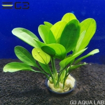 �����Υɥ륹 ���饤�ʥ��� �ץ��� 1«����1335-0410��