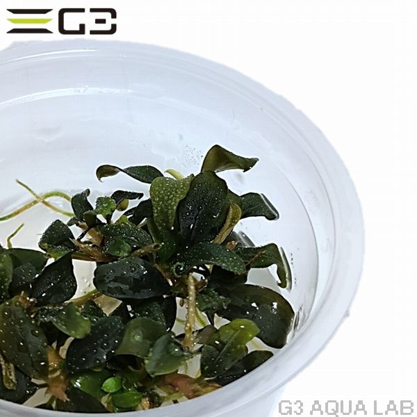 �֥��ե����ɥ� sp. �֥饦�ˡ��ѡ��ץ롡̵�����ȿ����ܡ�[c31678]