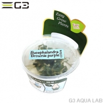�֥��ե����ɥ� sp. �֥饦�ˡ��ѡ��ץ롡̵�����ȿ����ܡ�[c31678]