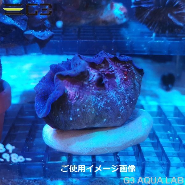 ���㥳������������ �����ۥ����70 [47800013]