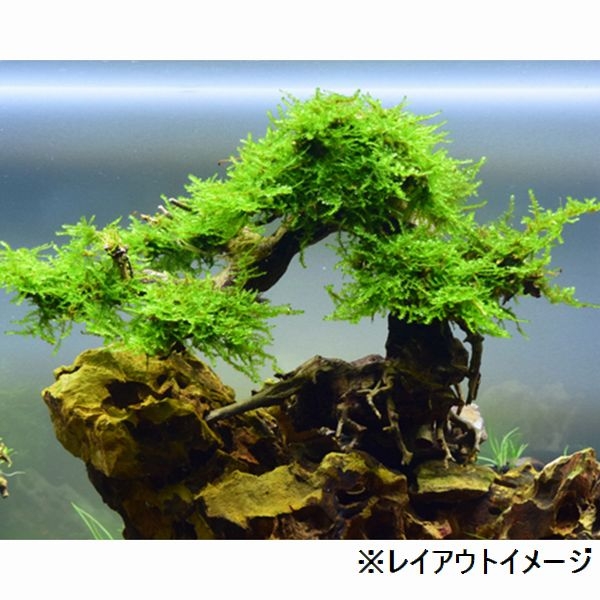 ���BONSAI ���վ� L������ [4971664071025]