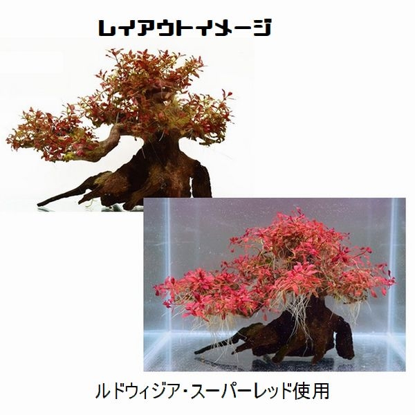 ���BONSAI ���վ� S������ [4971664071001]