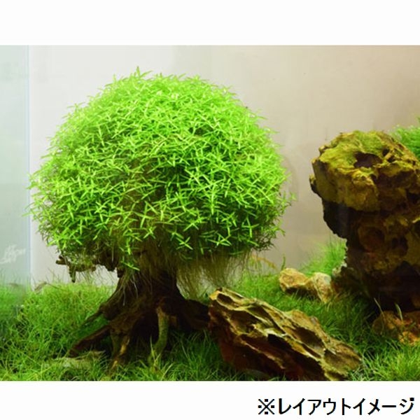 ���BONSAI �׼� S������ [4971664071094]