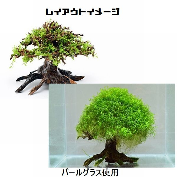 ���BONSAI �׼� L������ [4971664071117]