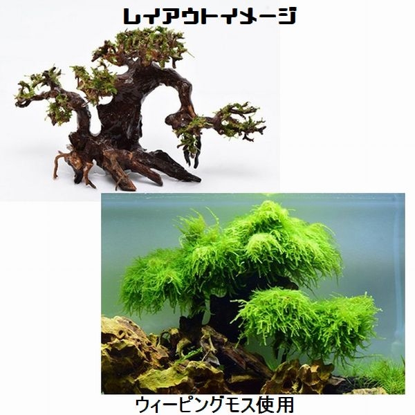 ���BONSAI ����� L������ [4971664071155]