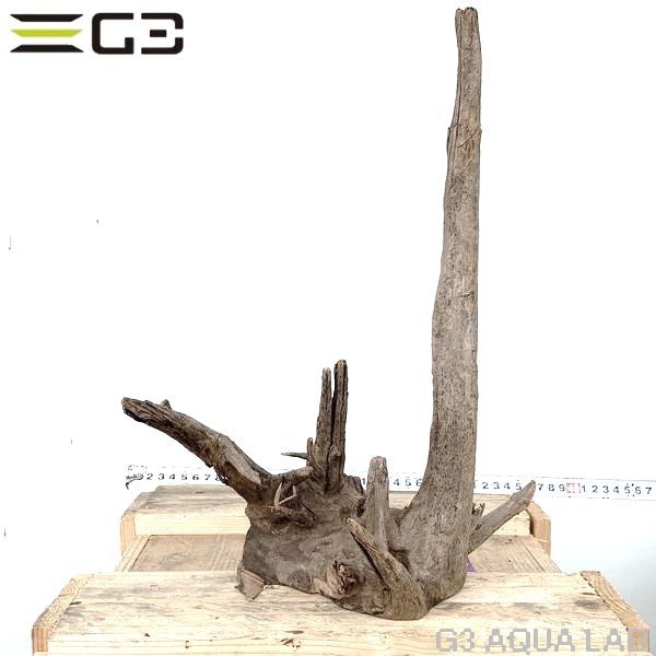 No,170 ソネケミファ ブラックホーン流木 Mサイズ