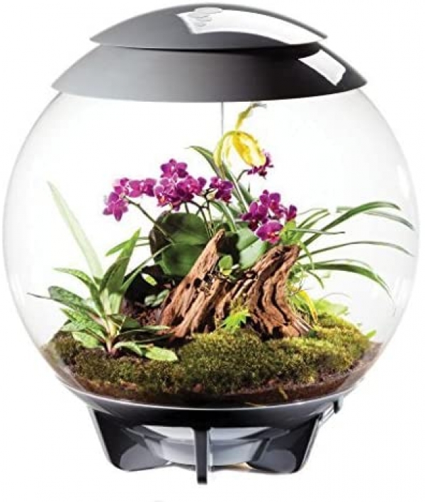 �ڼ��󤻡�biOrb AIR 60 ���졼 [0822728006238]
