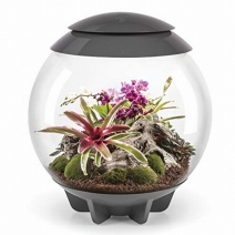 �ڼ��󤻡�biOrb AIR 60 ���졼 [0822728006238]