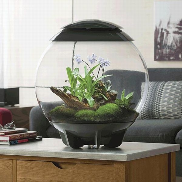 �ڼ��󤻡�biOrb AIR 60 �֥�å� [0822728725573]