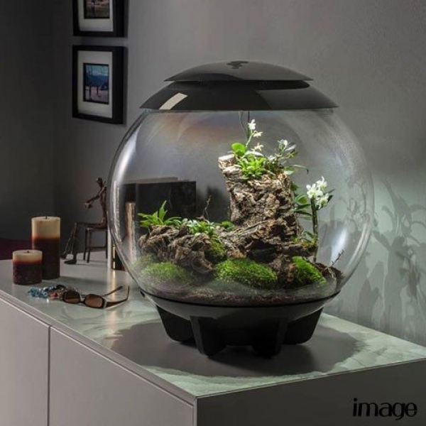 �ڼ��󤻡�biOrb AIR 60 �֥�å� [0822728725573]