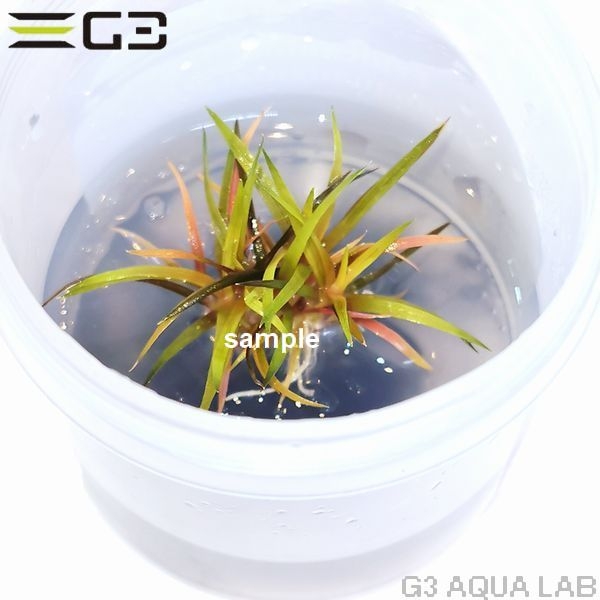ホシクサキング クリムゾン (Eriocaulon quinquangulare)