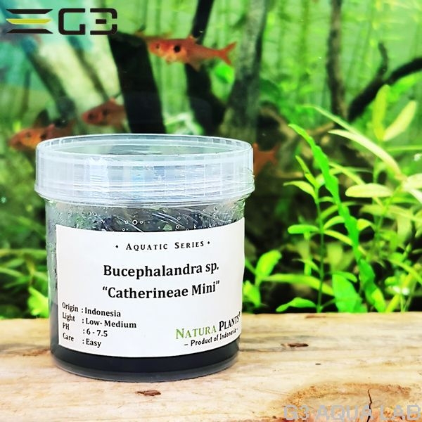 ブセファランドラ sp. カテリエナ ミニ(Bucephalandra Catherieae Mini)