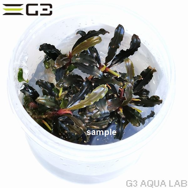 �֥��ե����ɥ� sp. ���ƥꥨ�� �ߥ�(Bucephalandra Catherieae Mini)