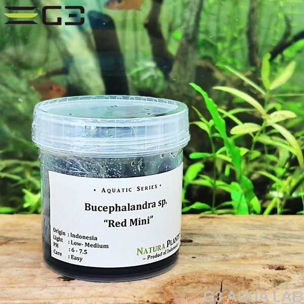 ブセファランドラ sp. レッド ミニ(Bucephalandra Red Mini)