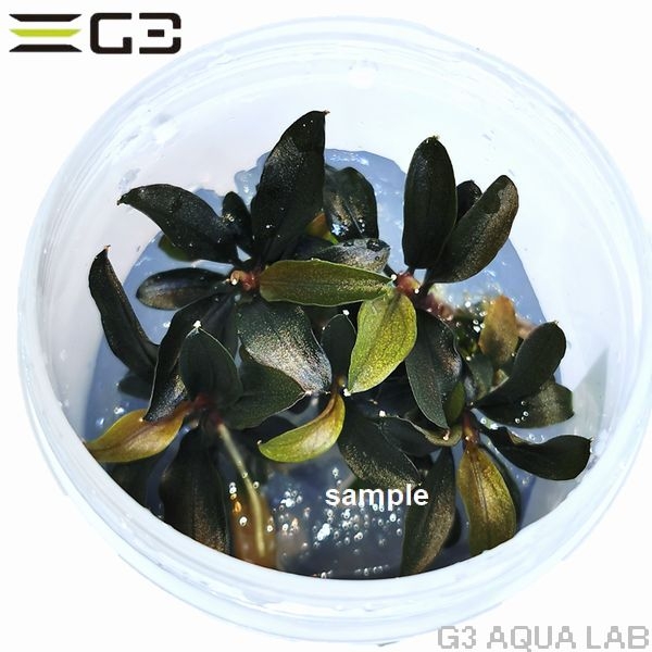 ブセファランドラ sp. レッド ミニ(Bucephalandra Red Mini)