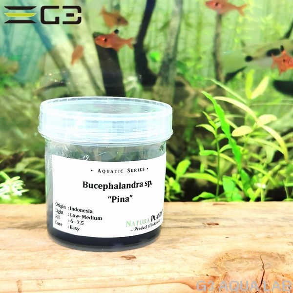 �֥��ե����ɥ� sp. �ԥ�(Bucephalandra Pina)