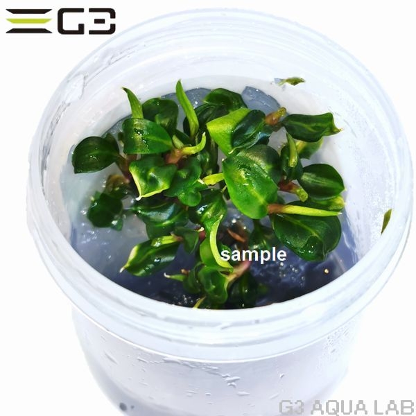 �֥��ե����ɥ� sp. �ԥ�(Bucephalandra Pina)