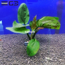 �����Υɥ륹 ���祳�졼�ȥޡ��֥� 1«����335039��