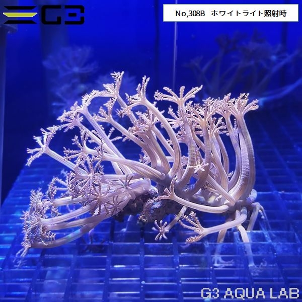 ���ߥ����� sp. �ԥ󥯥��顼 1���Ρ�No,308B��