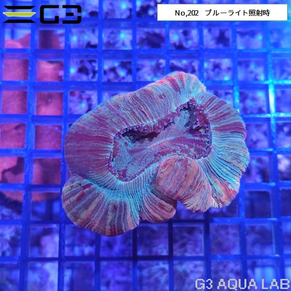 ヒユサンゴ(オオバナサンゴ) 薄マルチカラー(No,202)