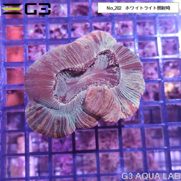 ヒユサンゴ(オオバナサンゴ) 薄マルチカラー(No,202)