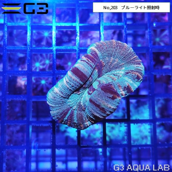 ヒユサンゴ(オオバナサンゴ) 薄マルチカラー(No,203)