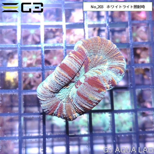 �ҥ極�󥴡ʥ����Хʥ��󥴡� ���ޥ�����顼��No,203��