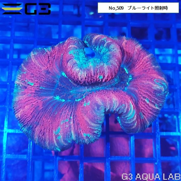 ヒユサンゴ(オオバナサンゴ) レッド系カラー(No,509)